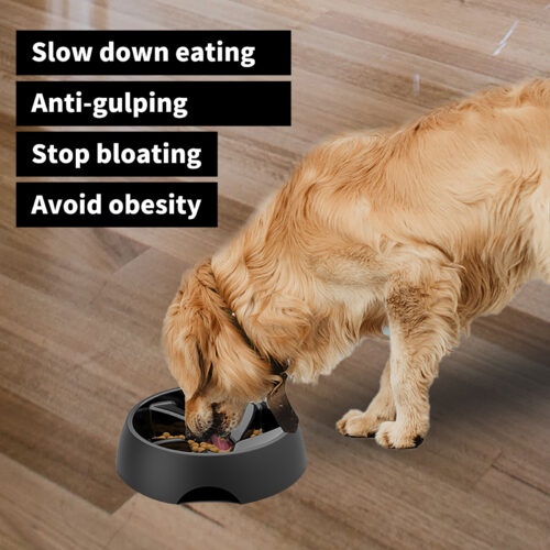slow eating dog bowl