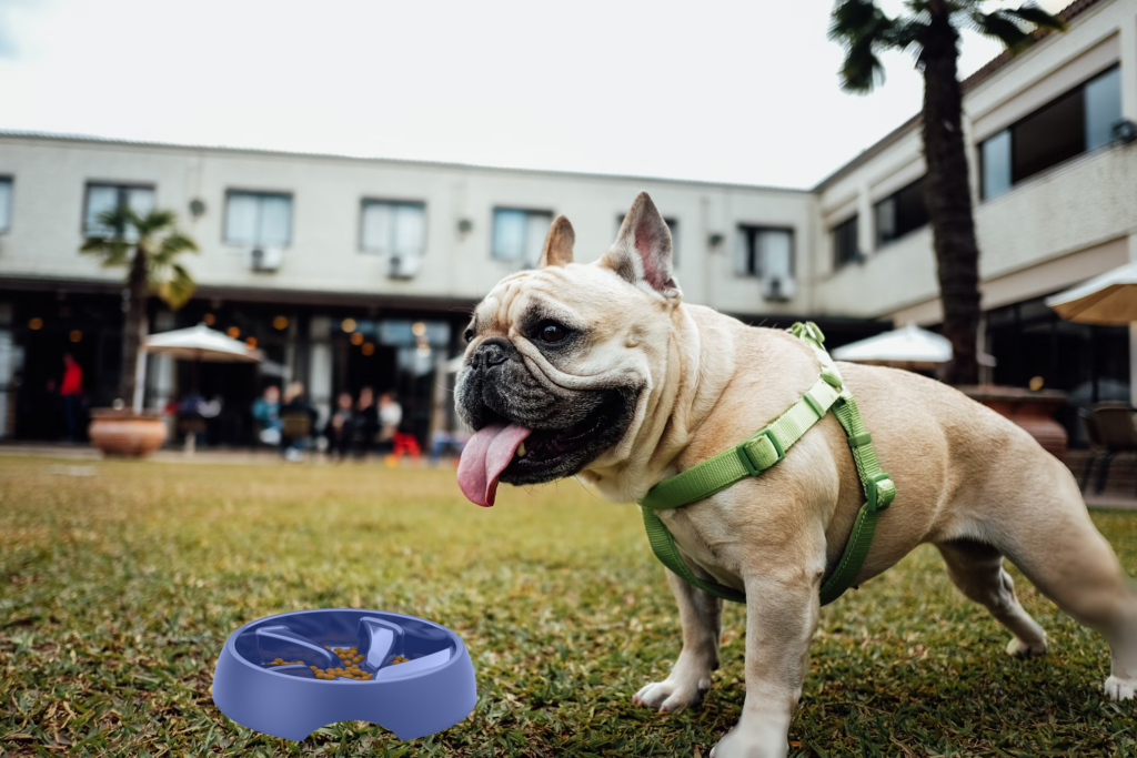 flat faced dog slow feeder dog bowls