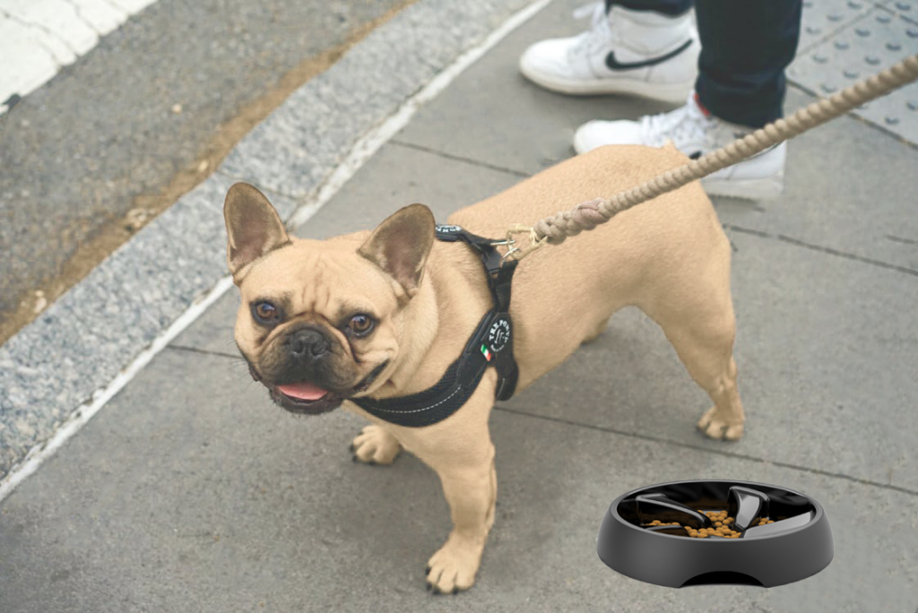flat faced dogs slow feeder bowl